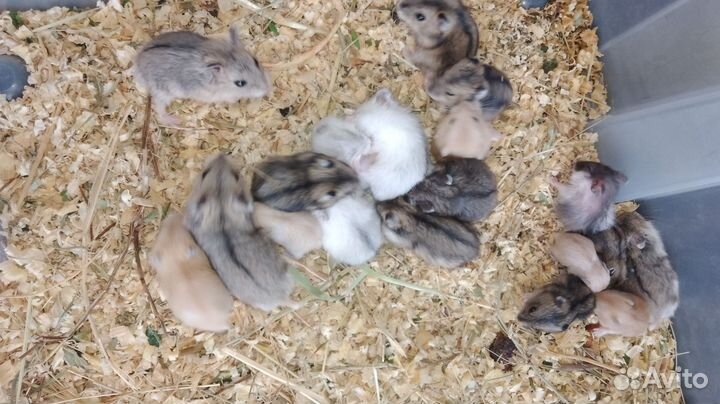 Джунгарики. крыски морская свинка белочка дегу