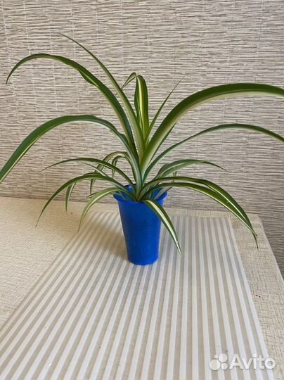 Хлорофитумы