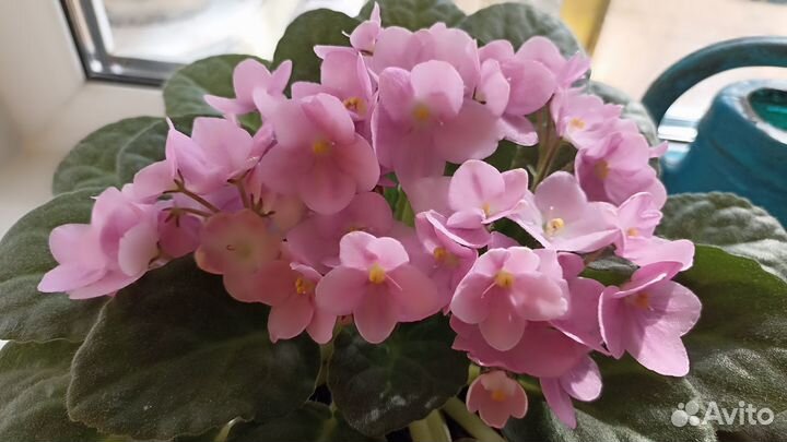 Фиалка взрослая