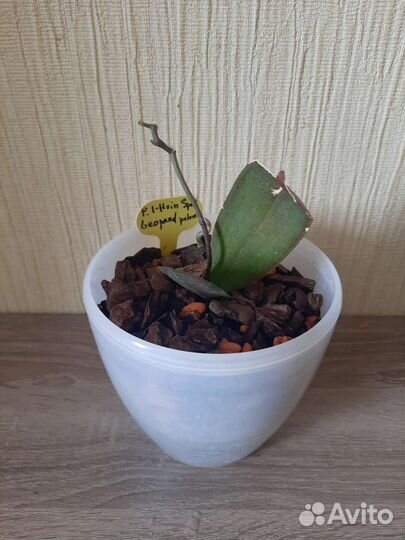 Орхидея фаленопсис I-hsin Spot Leopard peloric