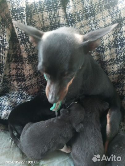 Той-терьер щенки