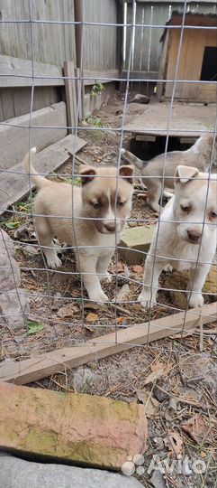 Щенки в добрые руки
