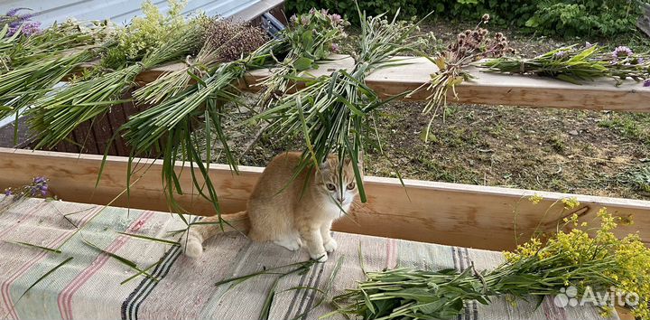 Панно из сухоцветов