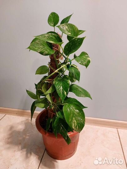 Сциндапсус эпипремнум