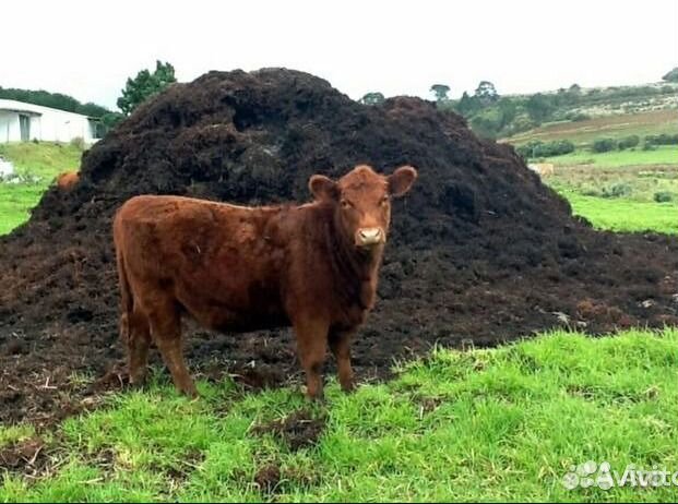 Навоз 5 тонн а/м Газ