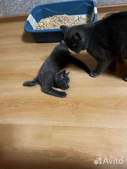 Котенок в дар