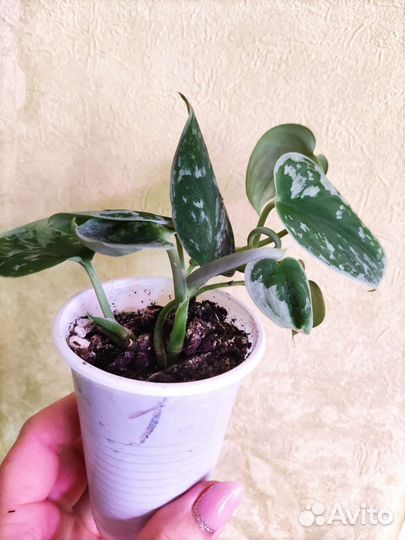 Сциндапсус Сильвер Энн