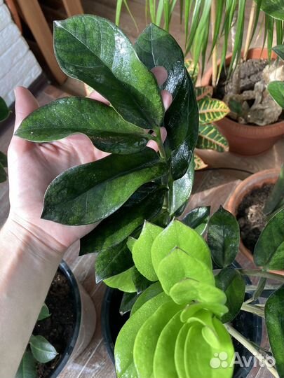 Замиакулькас Равен