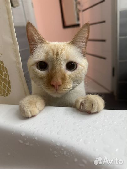 Тайская кошка