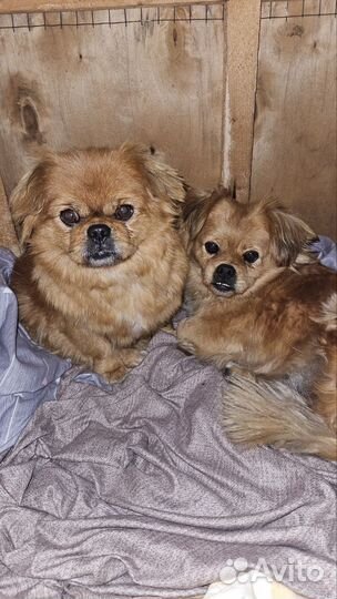 Маленькая собака