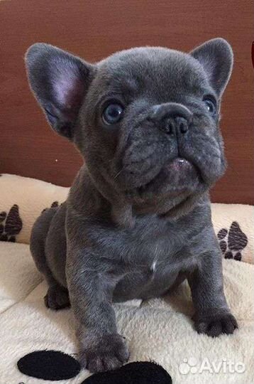 Голубые девочки