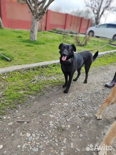 Собака в добрые руки