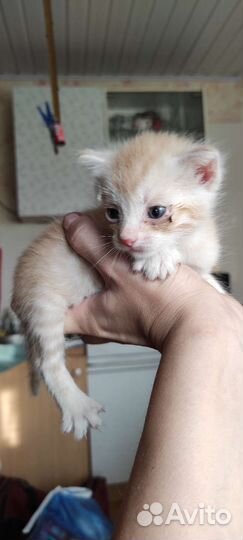 Котята, родились 17 июня