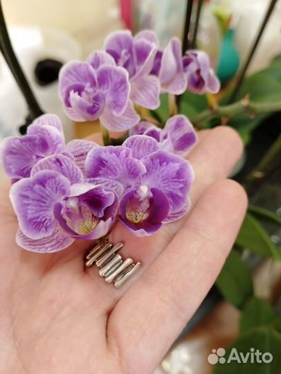 Орхидея Вайолет Квин Пелорик начала отцветать