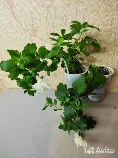 Хризантема домашняя