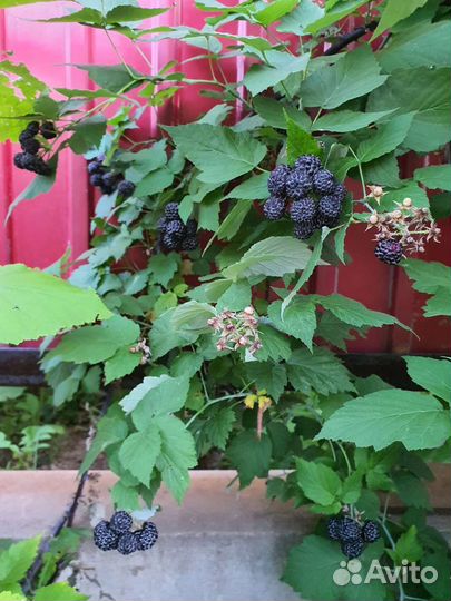 Саженцы черной малины