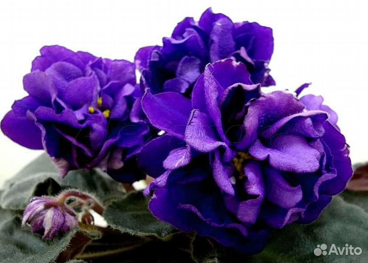 Детки сортовых фиалок