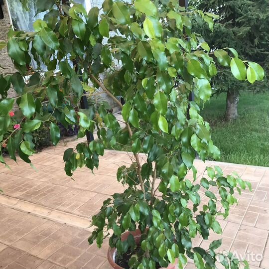 Фикус бенджамина