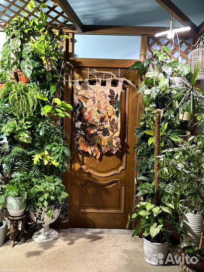 Комнатные растения