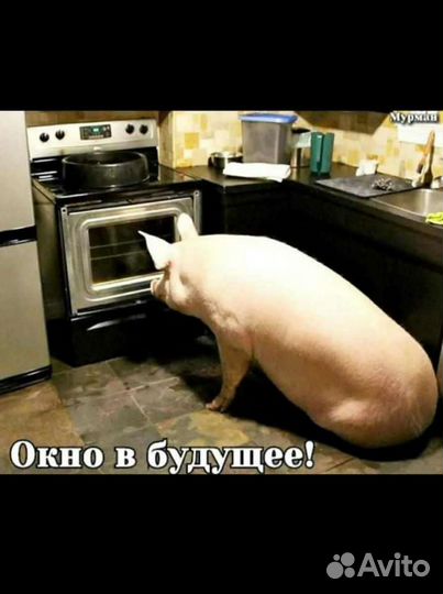 Сало,мясо домашнее