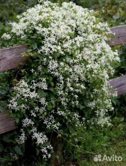 Клематис жгучий