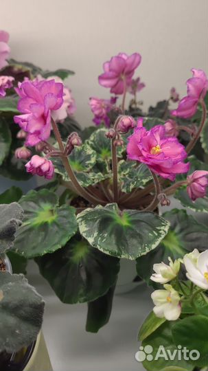 Dn Малиновый ликер