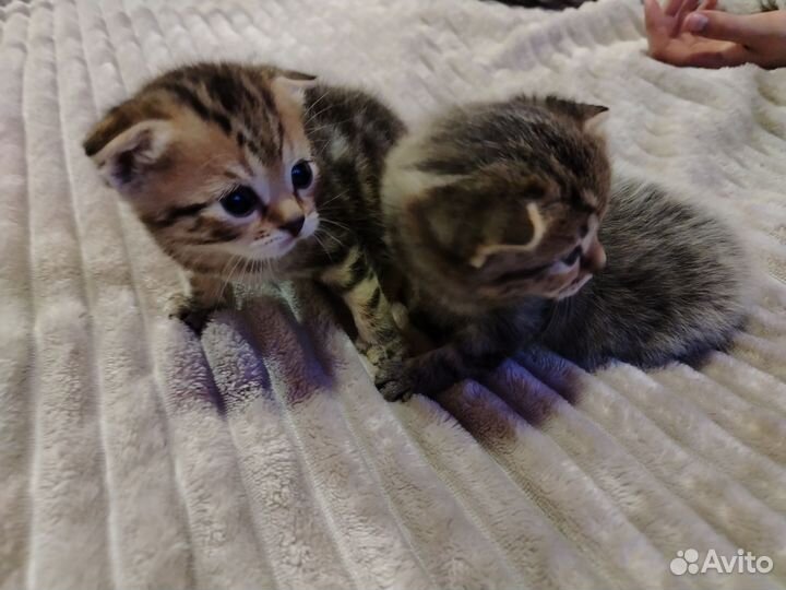 Шотландские вислоухие котята