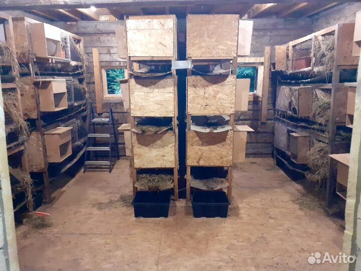 Мясо кролика. Свежее парное или мороженное