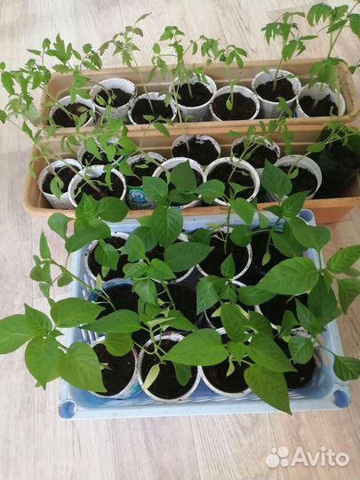 Рассада перцев, помидоров