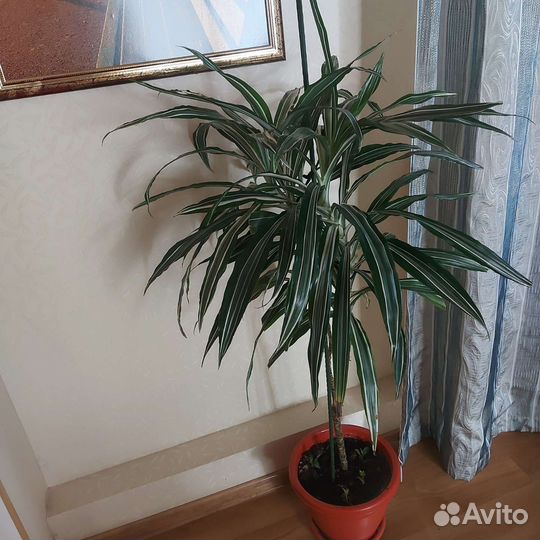 Пальма драцена