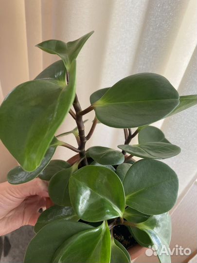 Пеперомия туполистная