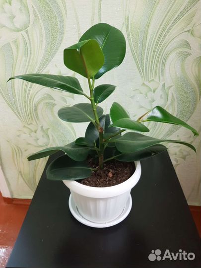 Фикусы разные