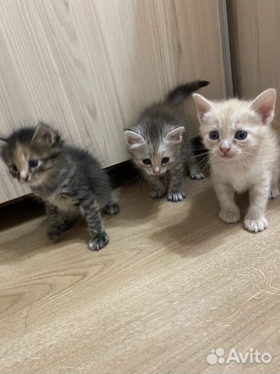 Котята мейкун-британец