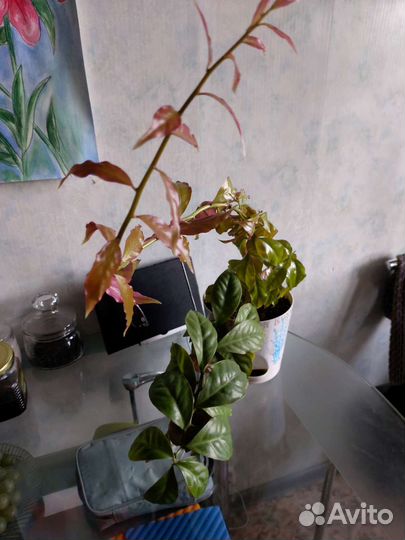 Кактус Белая ворона