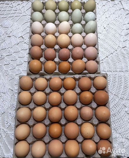 Домашние куриные яйца