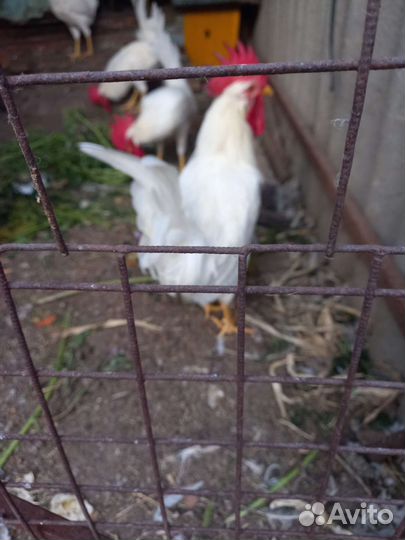 Петушки молодые яичной породы