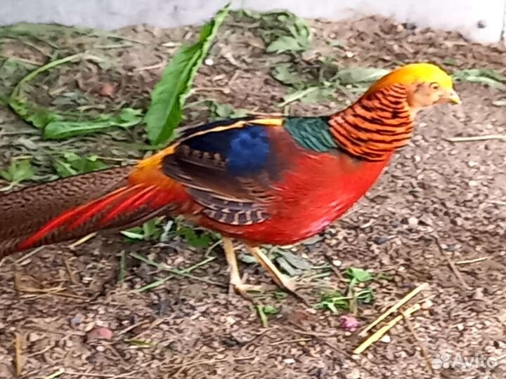 Золотой фазан