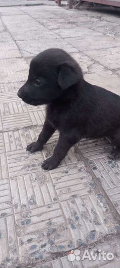 Собака в добрые руки щенок девочка