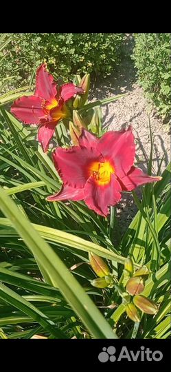 Лилейник махровый