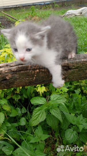 Котята до 2 месяцев в добрые руки