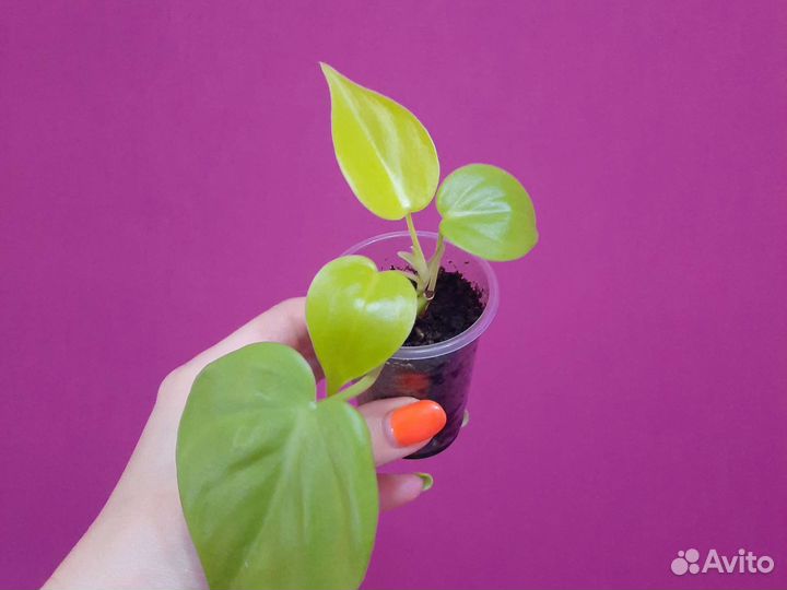 Филодендрон