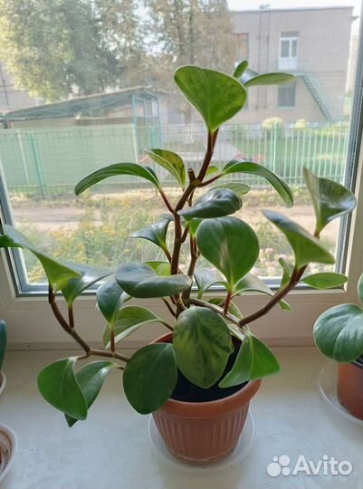 Комнатные растения цветы