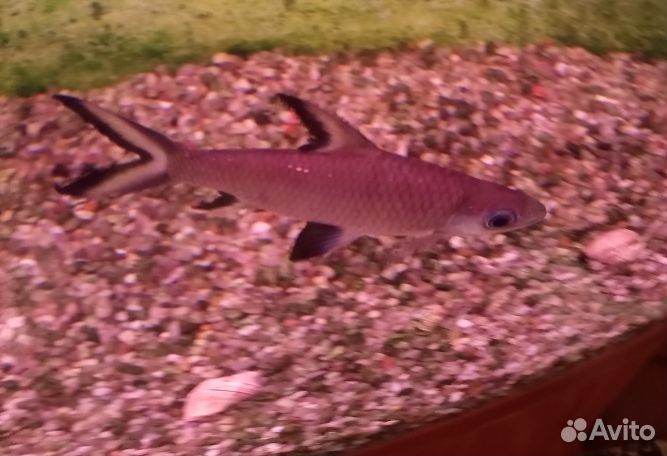 Для аквариума