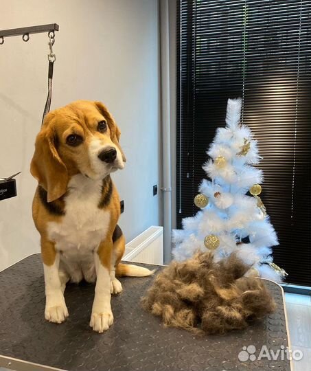 Стрижки собак и кошек