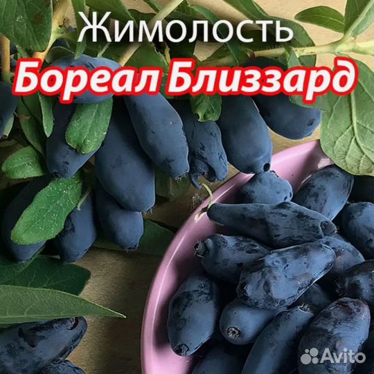 Жимолость канадская Бореал Близзард