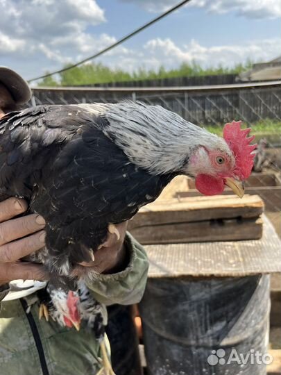 Петушки на племя, цыплята