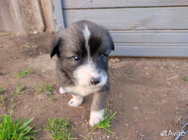 Собаки щенки бесплатно