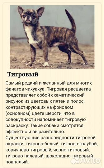Щенки чихуахуа мини