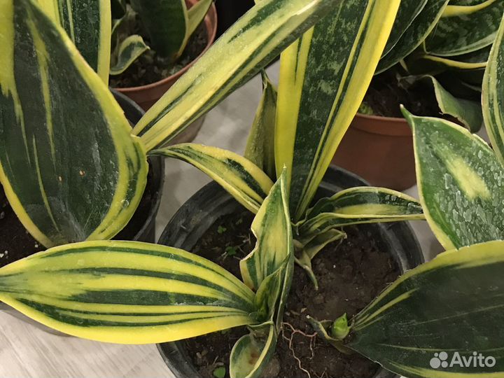 Сансевиерия Голден Флейм и Ханни Маргината