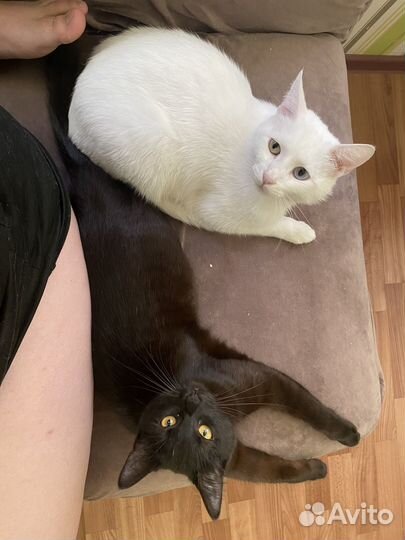 В очень добрые руки